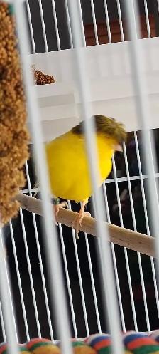 Jolie jeune canari Gloster corona male - Photo 3