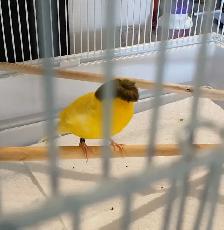 Jolie jeune canari Gloster corona male - Photo 4
