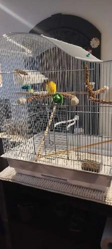 Jolie jeune canari Gloster corona male - Photo 6