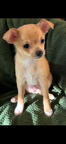 Two Chihuahua puppies left for sale