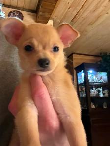 Two Chihuahua puppies left for sale - Photo 2