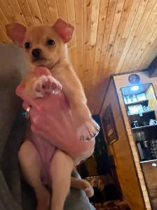 Two Chihuahua puppies left for sale - Photo 3