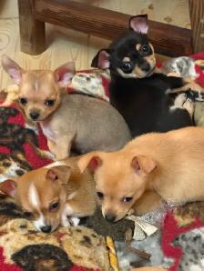 Two Chihuahua puppies left for sale - Photo 4