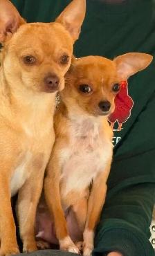 Two Chihuahua puppies left for sale - Photo 5