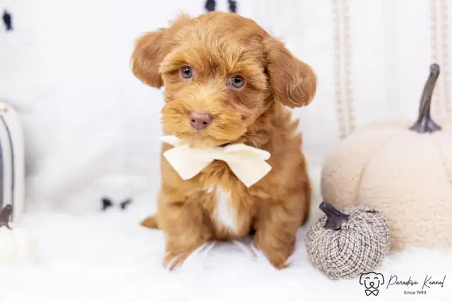 ❤️ Havapoo (Havanese X Poodle) Puppies!️ ❤️ Financing Available️