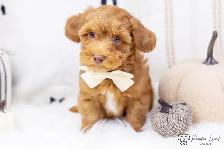 ❤️ Havapoo (Havanese X Poodle) Puppies!️ ❤️ Financing Available️
