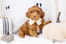 ❤️ Havapoo (Havanese X Poodle) Puppies!️ ❤️ Financing Available️ - Photo 2