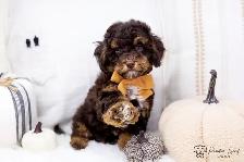 ❤️ Havapoo (Havanese X Poodle) Puppies!️ ❤️ Financing Available️ - Photo 3