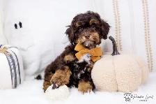 ❤️ Havapoo (Havanese X Poodle) Puppies!️ ❤️ Financing Available️ - Photo 4