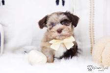 ❤️ Havapoo (Havanese X Poodle) Puppies!️ ❤️ Financing Available️ - Photo 5