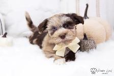❤️ Havapoo (Havanese X Poodle) Puppies!️ ❤️ Financing Available️ - Photo 6