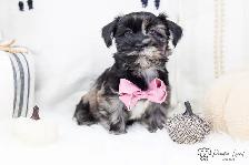 ❤️ Havapoo (Havanese X Poodle) Puppies!️ ❤️ Financing Available️ - Photo 7