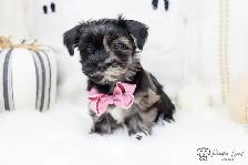 ❤️ Havapoo (Havanese X Poodle) Puppies!️ ❤️ Financing Available️ - Photo 8