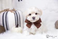 ❤️ Havapoo (Havanese X Poodle) Puppies!️ ❤️ Financing Available️ - Photo 9
