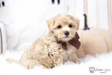 ❤️ Havapoo (Havanese X Poodle) Puppies!️ ❤️ Financing Available️ - Photo 10