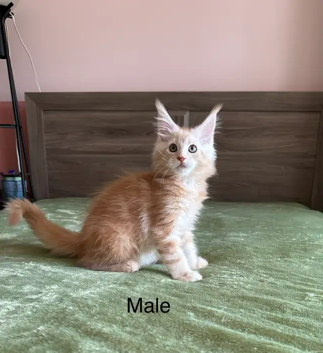 Maine Coon Kittens