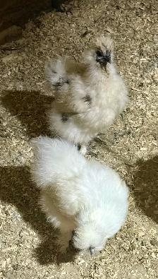 Selkie Birds Lot Of 8 - Photo 4