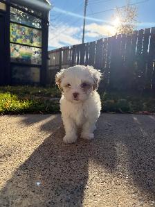 Female puppy for sale