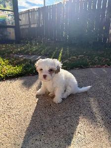 Female puppy for sale - Photo 2