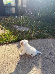 Female puppy for sale - Photo 3