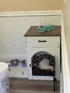 Female puppy for sale - Photo 4