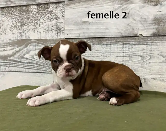 Chiots Boston Terrier