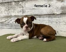 Chiots Boston Terrier