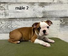 Chiots Boston Terrier - Photo 2