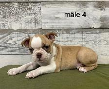 Chiots Boston Terrier - Photo 3