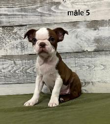Chiots Boston Terrier - Photo 4