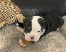 Bulldog pup