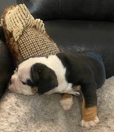 Bulldog pup - Photo 2