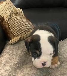 Bulldog pup - Photo 3