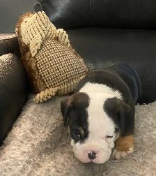 Bulldog pup - Photo 4