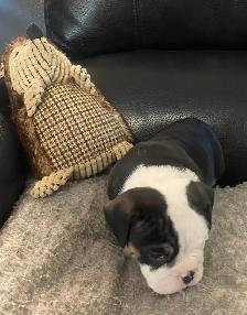 Bulldog pup - Photo 5