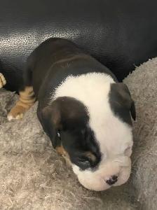 Bulldog pup - Photo 6