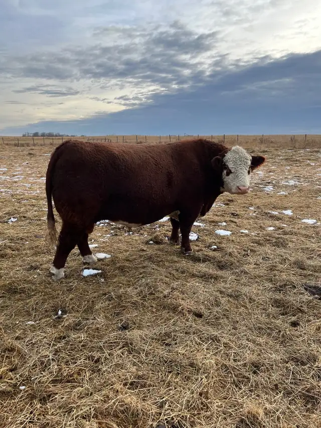 Cows and Bred Heifers for sale