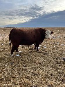 Cows and Bred Heifers for sale