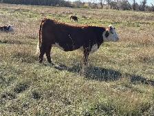 Cows and Bred Heifers for sale - Photo 2