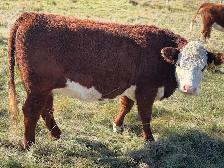 Cows and Bred Heifers for sale - Photo 3