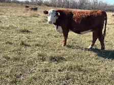 Cows and Bred Heifers for sale - Photo 4