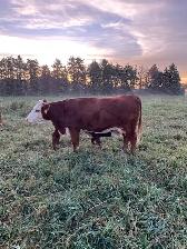 Cows and Bred Heifers for sale - Photo 5