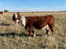Cows and Bred Heifers for sale - Photo 6