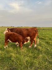Cows and Bred Heifers for sale - Photo 7