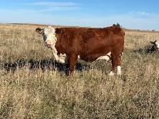 Cows and Bred Heifers for sale - Photo 8