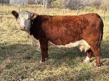 Cows and Bred Heifers for sale - Photo 9