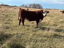Cows and Bred Heifers for sale - Photo 10