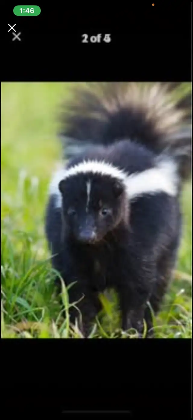 Skunk, trapping in HUMANE live cages