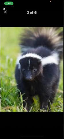 Skunk, trapping in HUMANE live cages