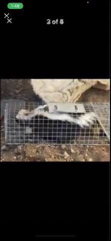Skunk, trapping in HUMANE live cages - Photo 2